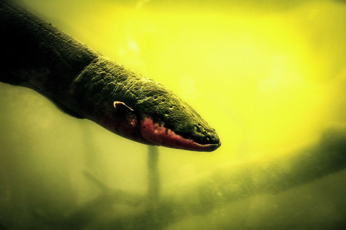 Electric eel, Parque Suruma, Colombia In captivity at Parque Suruma, Colombia. Sorry for the poor shot, it was moving quite swiftly and both the glass and water were very dirty.<br />
<section class="video"><iframe width="448" height="282" src="https://www.youtube-nocookie.com/embed/FS-tmBD9Cjk?hd=1&autoplay=0&rel=0" frameborder="0" allowfullscreen></iframe></section> Colombia,Colombia 2018,Colombia South,Electric eel,Electrophorus electricus,Mocoa,Parque Suruma,Putumayo,South America,Suruma,World