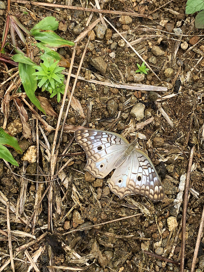 White Peacock, La Isla Escondida, Colombia Forgot this one iPhone snap still from La Isla Escondida. Anartia jatrophae,Colombia,Colombia 2018,Colombia South,Fall,Geotagged,La Isla Escondida,Putumayo,South America,White Peacock
