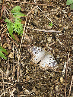 White Peacock, La Isla Escondida, Colombia Forgot this one iPhone snap still from La Isla Escondida. Anartia jatrophae,Colombia,Colombia 2018,Colombia South,Fall,Geotagged,La Isla Escondida,Putumayo,South America,White Peacock
