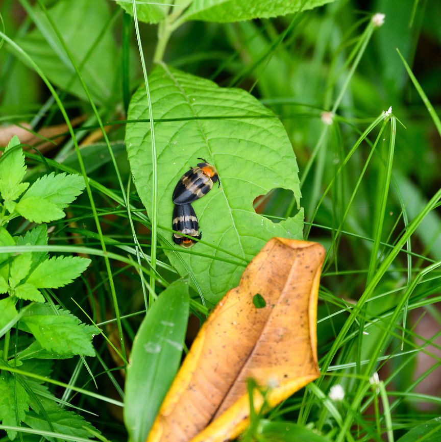 Colorful Cassidinae/Lampyridae, Yunguillo, Colombia Taken with the tele, didn&#039;t have macro ready yet. Colombia,Colombia 2018,Colombia South,Mocoa,Putumayo,South America,World,Yunguillo
