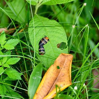 Colorful Cassidinae/Lampyridae, Yunguillo, Colombia Taken with the tele, didn't have macro ready yet. Colombia,Colombia 2018,Colombia South,Mocoa,Putumayo,South America,World,Yunguillo
