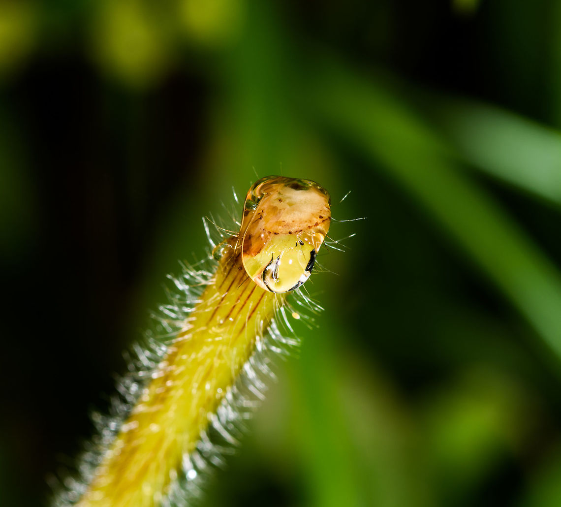 Dew on stem, Yunguillo, Colombia Macro of a dew drop on a young plant's stem. By Henriette. Colombia,Colombia 2018,Colombia South,Mocoa,Putumayo,South America,World,Yunguillo