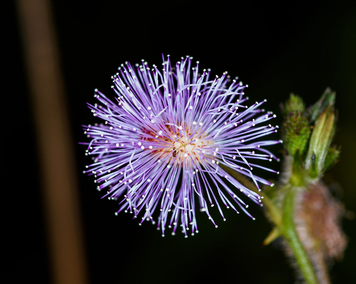 Mimosa sp., Yunguillo, Colombia By Henriette. Colombia,Colombia 2018,Colombia South,Mocoa,Putumayo,South America,World,Yunguillo