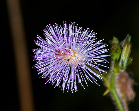 Mimosa sp., Yunguillo, Colombia By Henriette. Colombia,Colombia 2018,Colombia South,Mocoa,Putumayo,South America,World,Yunguillo