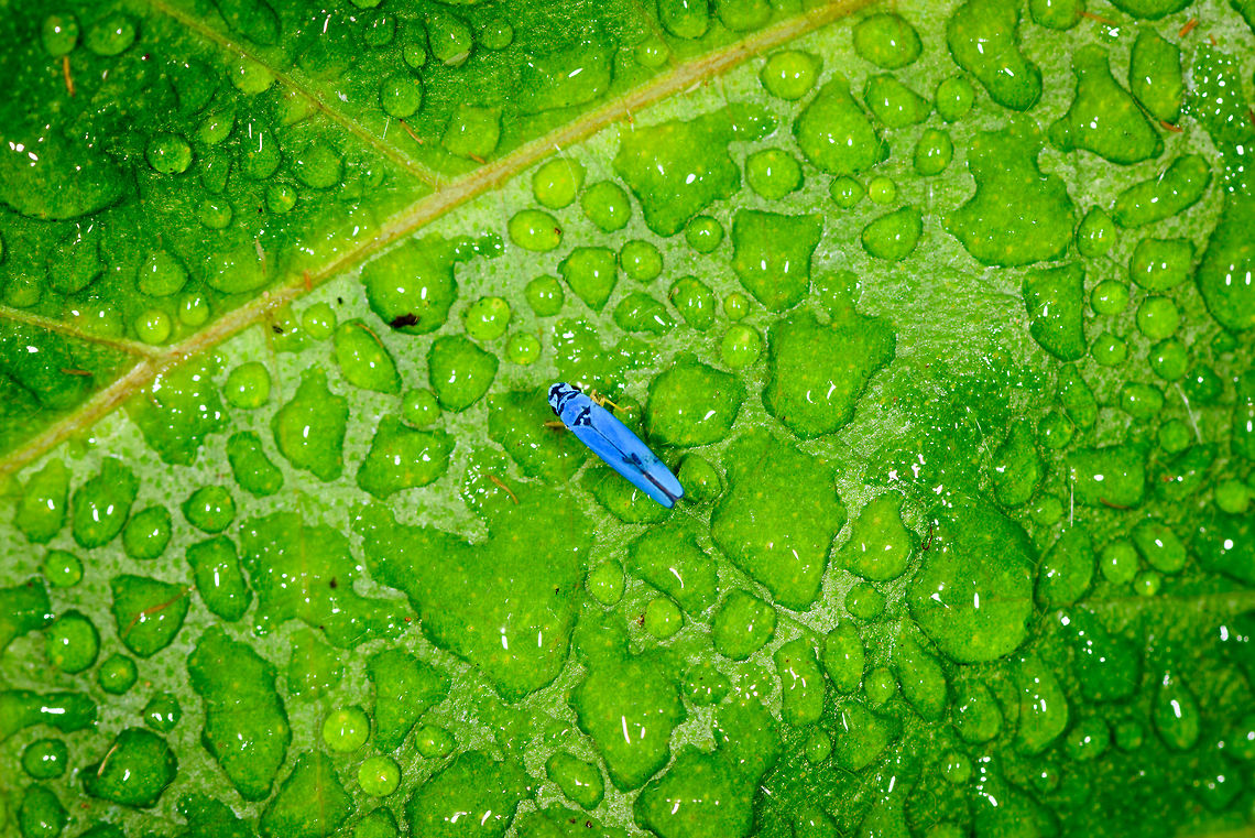 Blue Leafhopper, Yunguillo, Colombia By Henriette. Colombia,Colombia 2018,Colombia South,Mocoa,Putumayo,South America,World,Yunguillo