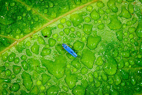 Blue Leafhopper, Yunguillo, Colombia By Henriette. Colombia,Colombia 2018,Colombia South,Mocoa,Putumayo,South America,World,Yunguillo