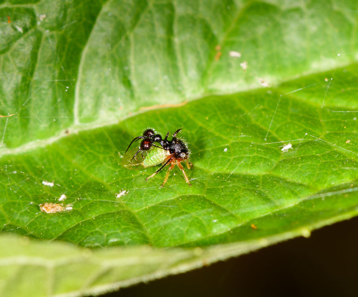 Ant-Mimicking Treehopper, Yunguillo, Colombia A pretty awesome insect that mimics an ant. Yet the extensions may not appear as ant initially. You actually have to look at it in reverse, the ant-mimic structure is opposite to the treehoppers' direction. Ant-Mimicking Treehopper,Colombia,Colombia 2018,Colombia South,Cyphonia clavata,Mocoa,Putumayo,South America,World,Yunguillo