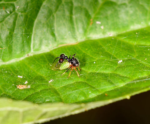 Ant-Mimicking Treehopper, Yunguillo, Colombia A pretty awesome insect that mimics an ant. Yet the extensions may not appear as ant initially. You actually have to look at it in reverse, the ant-mimic structure is opposite to the treehoppers' direction. Ant-Mimicking Treehopper,Colombia,Colombia 2018,Colombia South,Cyphonia clavata,Mocoa,Putumayo,South America,World,Yunguillo