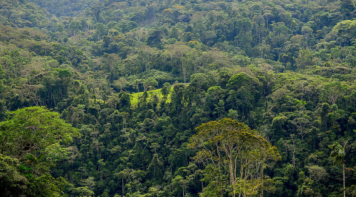 Coca plantation, Putumayo, Colombia Here it is, the controversial plant. Far in the distance in the mountain range opposite to our hiking path sits a field of Coca. As it really wasn't that hard to discover, our driver speculated it had already been found and was possibly being monitored by the police. As they are often booby-trapped with landmines, this can be a lengthy and dangerous operation.<br />
<br />
This plant has only been controversial since the 80s. Before that, for a whopping 8,000 years (if you include Peru) it has been used as a mild stimulant barely stronger than coffee. To this day, it's perfectly legal in Colombia to chew the leaves, although in our experience its definitely not normalized. Our guide had done it a few times and very often had to explain to locals what he was doing.<br />
<br />
Growing coca is very attractive for farmers, if not their only choice if they are really poor. It can be harvested several times per year and if processed for the wrong end product (cocaine), barely takes up any space so initial transport is easy.<br />
<br />
Indeed, one of the complexities of the war on drugs lies in farming. It is culturally impossible to eradicate this plant as a whole. Furthermore, public opinion does not see the farming itself as an act of evil. Thus, strong government intervention aimed at farmers creates a lot of social unrest. My take on all this: follow the money, not the plant.<br />
<br />
As for the safety situation: we didn't feel truly unsafe when finding this. It was a quick peek and snap, and keeping the discussion only between us and the guide, so no local knew we saw it. It's best to play the ignorant card I guess. You saw nothing, you heard nothing, don't ask questions and definitely don't take photos ;)<br />
<figure class="photo"><a href="https://www.jungledragon.com/image/73702/coca_plantation_-_closeup_putumayo_colombia.html" title="Coca plantation - closeup, Putumayo, Colombia"><img src="https://s3.amazonaws.com/media.jungledragon.com/images/2/73702_thumb.jpg?AWSAccessKeyId=05GMT0V3GWVNE7GGM1R2&Expires=1769040010&Signature=JdUChBCBKYo31ZQvSGUGJMfNAy8%3D" width="200" height="134" alt="Coca plantation - closeup, Putumayo, Colombia Here it is, the controversial plant. Far in the distance in the mountain range opposite to our hiking path sits a field of Coca. As it really wasn't that hard to discover, our driver speculated it had already been found and was possibly being monitored by the police. As they are often booby-trapped with landmines, this can be a lengthy and dangerous operation.<br />
<br />
This plant has only been controversial since the 80s. Before that, for a whopping 8,000 years (if you include Peru) it has been used as a mild stimulant barely stronger than coffee. To this day, it's perfectly legal in Colombia to chew the leaves, although in our experience its definitely not normalized. Our guide had done it a few times and very often had to explain to locals what he was doing.<br />
<br />
Growing coca is very attractive for farmers, if not their only choice if they are really poor. It can be harvested several times per year and if processed for the wrong end product (cocaine), barely takes up any space so initial transport is easy.<br />
<br />
Indeed, one of the complexities of the war on drugs lies in farming. It is culturally impossible to eradicate this plant as a whole. Furthermore, public opinion does not see the farming itself as an act of evil. Thus, strong government intervention aimed at farmers creates a lot of social unrest. My take on all this: follow the money, not the plant.<br />
<br />
As for the safety situation: we didn't feel truly unsafe when finding this. It was a quick peek and snap, and keeping the discussion only between us and the guide, so no local knew we saw it. It's best to play the ignorant card I guess. You saw nothing, you heard nothing, don't ask questions and definitely don't take photos ;)<br />
https://www.jungledragon.com/image/73698/coca_plantation_putumayo_colombia.html Coca,Colombia,Colombia 2018,Colombia South,Erythroxylum coca,Mocoa,Putumayo,South America,World,Yunguillo" /></a></figure> Coca,Colombia,Colombia 2018,Colombia South,Mocoa,Putumayo,South America,World,coca