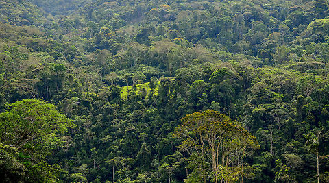 Coca plantation, Putumayo, Colombia Here it is, the controversial plant. Far in the distance in the mountain range opposite to our hiking path sits a field of Coca. As it really wasn't that hard to discover, our driver speculated it had already been found and was possibly being monitored by the police. As they are often booby-trapped with landmines, this can be a lengthy and dangerous operation.

This plant has only been controversial since the 80s. Before that, for a whopping 8,000 years (if you include Peru) it has been used as a mild stimulant barely stronger than coffee. To this day, it's perfectly legal in Colombia to chew the leaves, although in our experience its definitely not normalized. Our guide had done it a few times and very often had to explain to locals what he was doing.

Growing coca is very attractive for farmers, if not their only choice if they are really poor. It can be harvested several times per year and if processed for the wrong end product (cocaine), barely takes up any space so initial transport is easy.

Indeed, one of the complexities of the war on drugs lies in farming. It is culturally impossible to eradicate this plant as a whole. Furthermore, public opinion does not see the farming itself as an act of evil. Thus, strong government intervention aimed at farmers creates a lot of social unrest. My take on all this: follow the money, not the plant.

As for the safety situation: we didn't feel truly unsafe when finding this. It was a quick peek and snap, and keeping the discussion only between us and the guide, so no local knew we saw it. It's best to play the ignorant card I guess. You saw nothing, you heard nothing, don't ask questions and definitely don't take photos ;)
https://www.jungledragon.com/image/73702/coca_plantation_-_closeup_putumayo_colombia.html Coca,Colombia,Colombia 2018,Colombia South,Mocoa,Putumayo,South America,World,coca