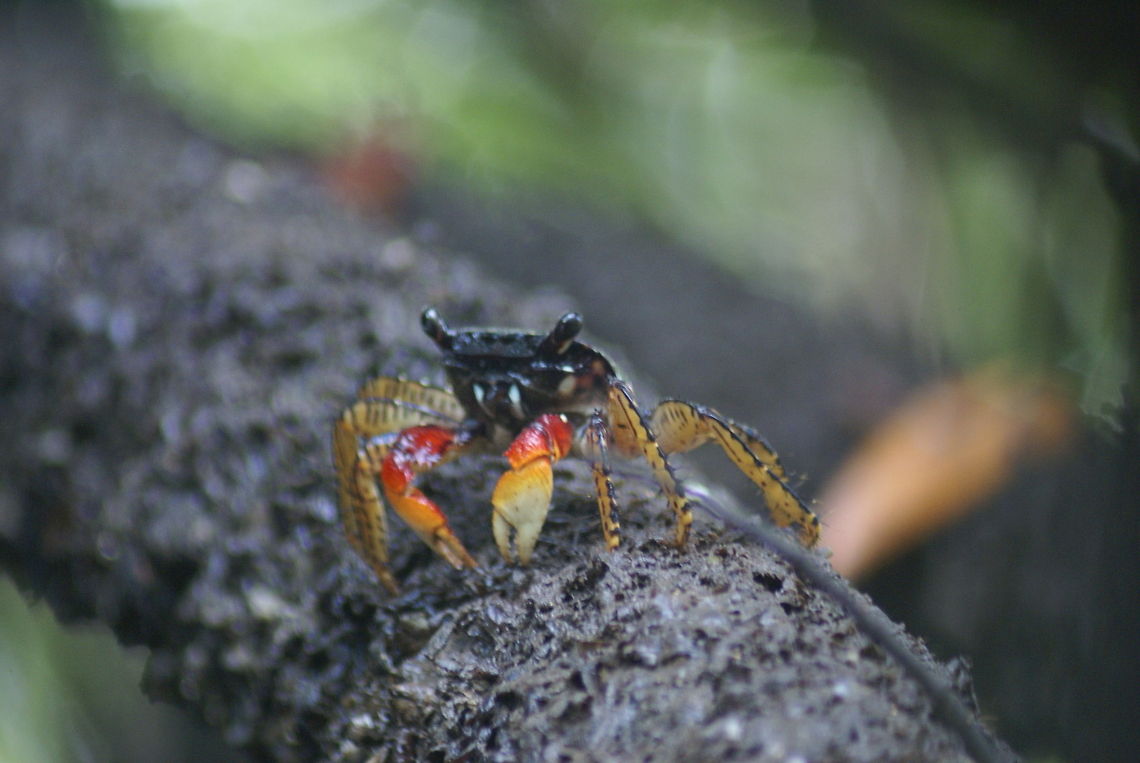 Mangrove crab in Costa Rica A colorful mangrove crab found in Costa Rica. I don't know the exact species name. Aratus pisonii,Costa Rica,Crabs,Mangrove