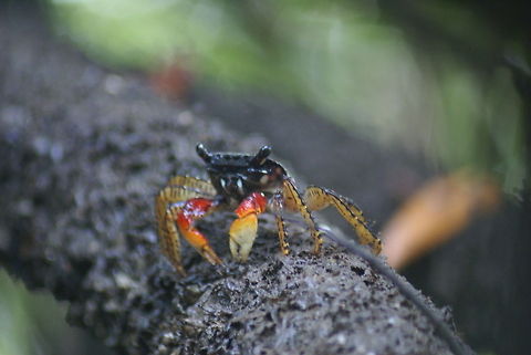 Mangrove crab in Costa Rica A colorful mangrove crab found in Costa Rica. I don't know the exact species name. Aratus pisonii,Costa Rica,Crabs,Mangrove