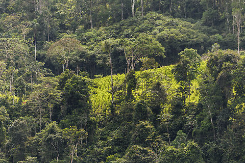 Coca plantation - closeup, Putumayo, Colombia Here it is, the controversial plant. Far in the distance in the mountain range opposite to our hiking path sits a field of Coca. As it really wasn't that hard to discover, our driver speculated it had already been found and was possibly being monitored by the police. As they are often booby-trapped with landmines, this can be a lengthy and dangerous operation.

This plant has only been controversial since the 80s. Before that, for a whopping 8,000 years (if you include Peru) it has been used as a mild stimulant barely stronger than coffee. To this day, it's perfectly legal in Colombia to chew the leaves, although in our experience its definitely not normalized. Our guide had done it a few times and very often had to explain to locals what he was doing.

Growing coca is very attractive for farmers, if not their only choice if they are really poor. It can be harvested several times per year and if processed for the wrong end product (cocaine), barely takes up any space so initial transport is easy.

Indeed, one of the complexities of the war on drugs lies in farming. It is culturally impossible to eradicate this plant as a whole. Furthermore, public opinion does not see the farming itself as an act of evil. Thus, strong government intervention aimed at farmers creates a lot of social unrest. My take on all this: follow the money, not the plant.

As for the safety situation: we didn't feel truly unsafe when finding this. It was a quick peek and snap, and keeping the discussion only between us and the guide, so no local knew we saw it. It's best to play the ignorant card I guess. You saw nothing, you heard nothing, don't ask questions and definitely don't take photos ;)
https://www.jungledragon.com/image/73698/coca_plantation_putumayo_colombia.html Coca,Colombia,Colombia 2018,Colombia South,Erythroxylum coca,Mocoa,Putumayo,South America,World,Yunguillo