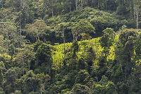Coca plantation - closeup, Putumayo, Colombia Here it is, the controversial plant. Far in the distance in the mountain range opposite to our hiking path sits a field of Coca. As it really wasn't that hard to discover, our driver speculated it had already been found and was possibly being monitored by the police. As they are often booby-trapped with landmines, this can be a lengthy and dangerous operation.<br />
<br />
This plant has only been controversial since the 80s. Before that, for a whopping 8,000 years (if you include Peru) it has been used as a mild stimulant barely stronger than coffee. To this day, it's perfectly legal in Colombia to chew the leaves, although in our experience its definitely not normalized. Our guide had done it a few times and very often had to explain to locals what he was doing.<br />
<br />
Growing coca is very attractive for farmers, if not their only choice if they are really poor. It can be harvested several times per year and if processed for the wrong end product (cocaine), barely takes up any space so initial transport is easy.<br />
<br />
Indeed, one of the complexities of the war on drugs lies in farming. It is culturally impossible to eradicate this plant as a whole. Furthermore, public opinion does not see the farming itself as an act of evil. Thus, strong government intervention aimed at farmers creates a lot of social unrest. My take on all this: follow the money, not the plant.<br />
<br />
As for the safety situation: we didn't feel truly unsafe when finding this. It was a quick peek and snap, and keeping the discussion only between us and the guide, so no local knew we saw it. It's best to play the ignorant card I guess. You saw nothing, you heard nothing, don't ask questions and definitely don't take photos ;)<br />
https://www.jungledragon.com/image/73698/coca_plantation_putumayo_colombia.html Coca,Colombia,Colombia 2018,Colombia South,Erythroxylum coca,Mocoa,Putumayo,South America,World,Yunguillo