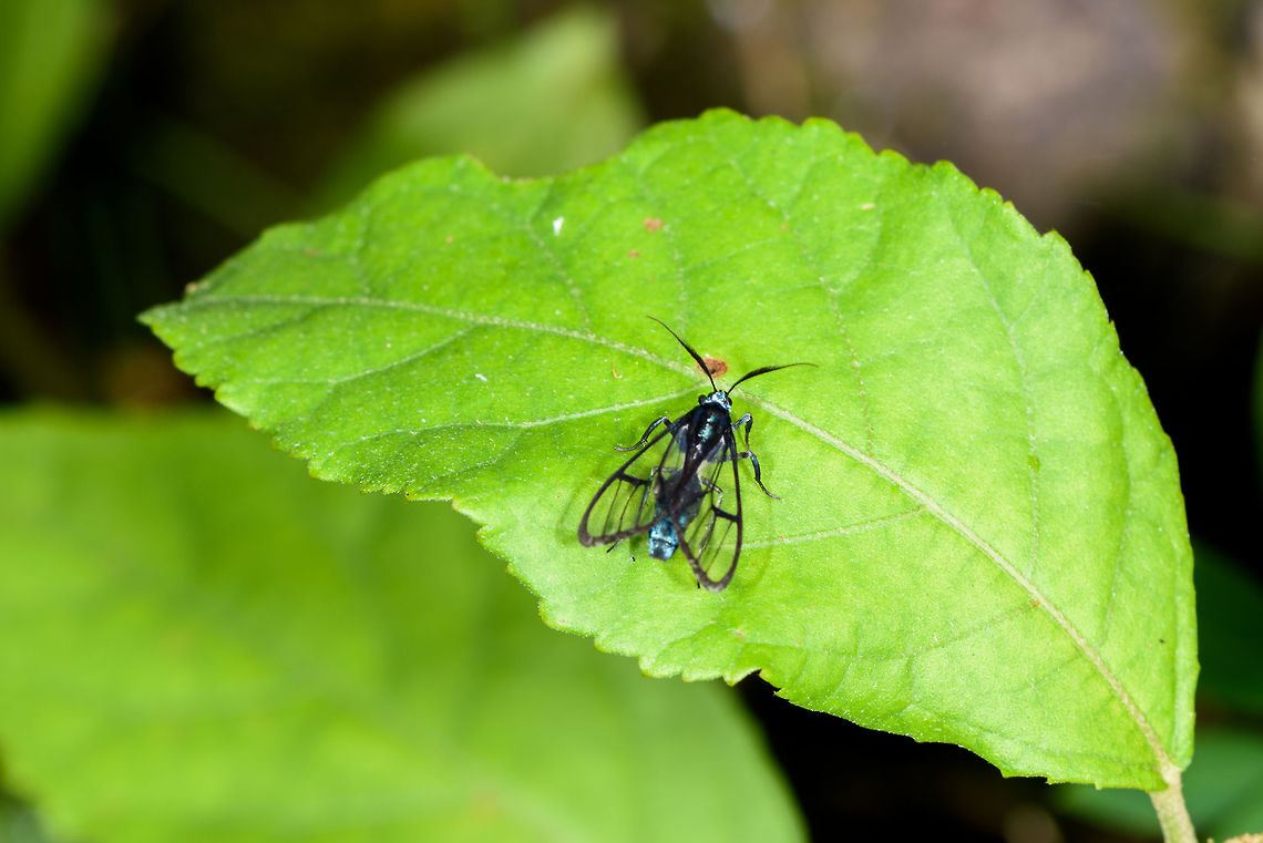 Syntrichura sp., Yunguillo, Colombia I'm a bit puzzled by this insect. It has the superficial appearance of a clearwing butterfly, perhaps a Glasswing tiger. Yet its antennae are feathered, which suggests a moth. There's many moths mimicking butterflies, so I'd lean in that direction. However, it seems to have a thin waist unlike a butterfly or moth. I feel like I'm overlooking something directly in front of me. Colombia,Colombia 2018,Colombia South,Mocoa,Putumayo,South America,World,Yunguillo