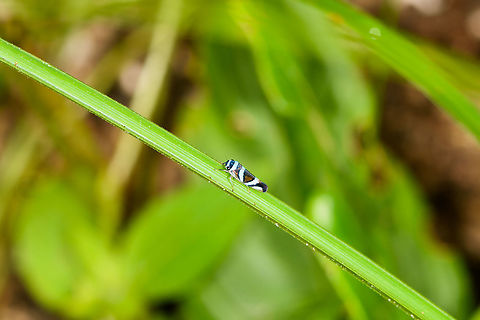 Macugonalia moesta on grass, Yunguillo, Colombia A bit too remote, sorry. I didn't take the shot, but won't pass judgement too much as to not get into trouble ;) Colombia,Colombia 2018,Colombia South,Macugonalia moesta,Mocoa,Putumayo,South America,World,Yunguillo