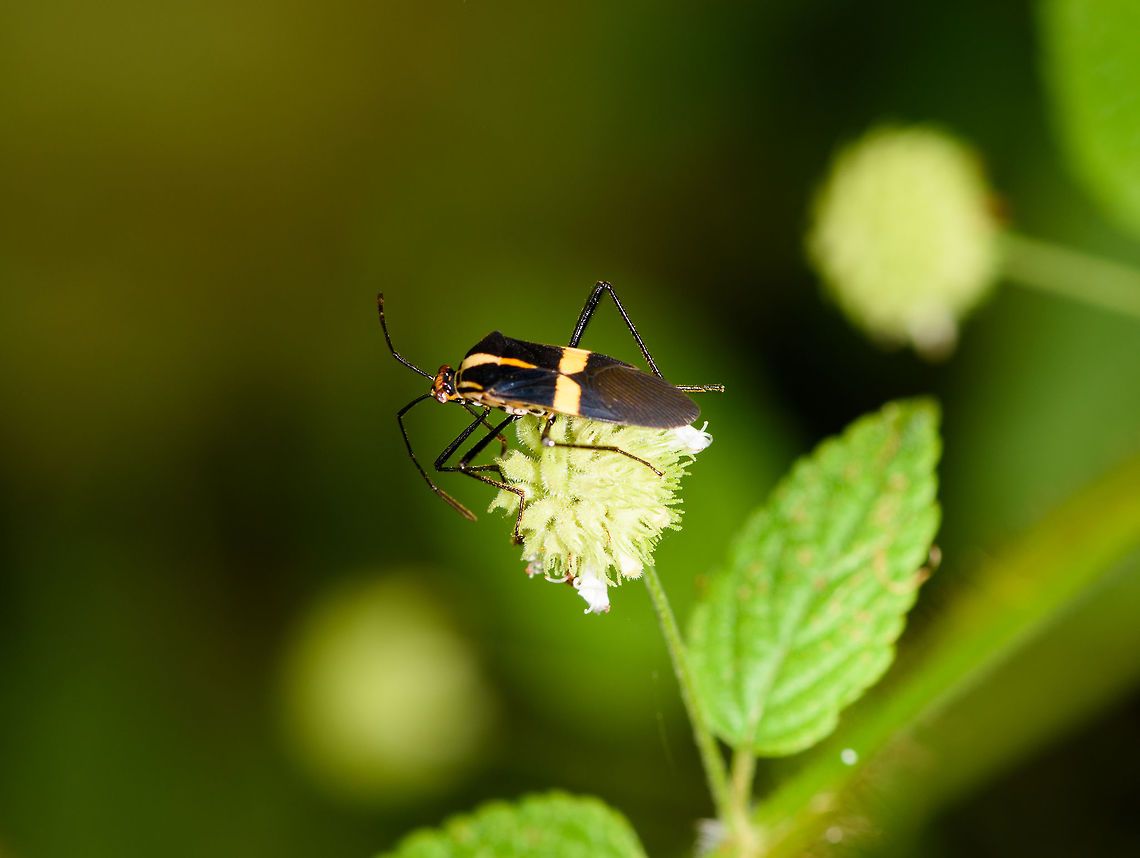Yellow/black true bug, Yunguillo, Colombia  Colombia,Colombia 2018,Colombia South,Hypselonotus interruptus,Mocoa,Putumayo,South America,World,Yunguillo