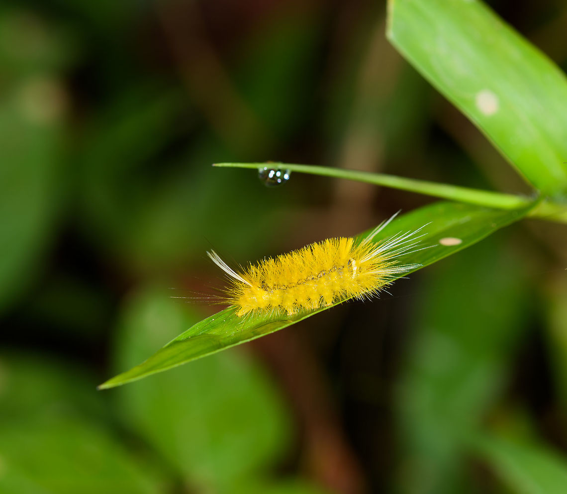 Yellow Tussock Moth, Yunguillo, Colombia  Colombia,Colombia 2018,Colombia South,Lophocampa annulosa,Mocoa,Putumayo,South America,World,Yunguillo,annulosa