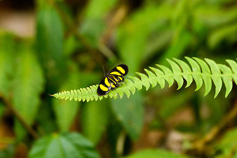 Claudicula Joker, Putumayo, Colombia A roughed up individual, but a cool species nevertheless. This is a moth mimicking those butterflies that are known to be successful in avoiding birds, as birds learn to associate particular patterns with toxicity. This effect of mimicry can lead to very similar patterns as an end result even across unrelated genuses. This survival strategy is known as Batesian mimicry.

I kind of knew what to look for in this case because an observation two years earlier:
https://www.jungledragon.com/image/49733/smicropus_bogotensis_with_black_outline_santa_mara_colombia.html
Which, to this day, is the only live specimen photo of that species on the web, as far as I know. Claudicula Joker,Colombia,Colombia 2018,Colombia South,Cyllopoda claudicula,Mocoa,Putumayo,South America,World,Yunguillo