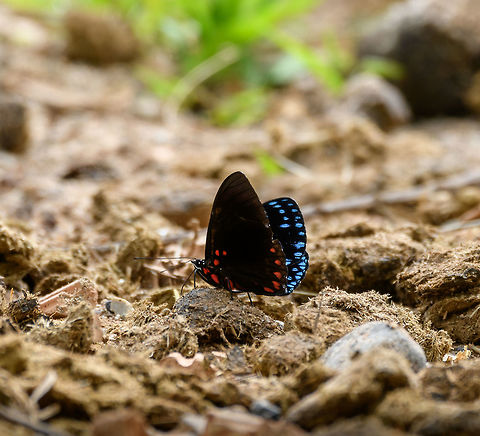 Starry Night Cracker, Yunguillo, Colombia Found on probably cow dung. It took me a while to ID it as this species almost always is photographed with its wings fully opened, thus not showing the red. Species in this genus are named crackers for the cracking sound the males are able to produce when flying away. The purpose of the sound is not known, but speculated to to either be a mating call or a territorial warning call to other males.

I can't forget the look the locals gave us. This area doesn't really know tourists, so we're an attraction on its own. And then these total weirdos (us) proceed to chase butterflies through dung, as if chasing gold. Colombia,Colombia 2018,Colombia South,Fall,Geotagged,Hamadryas laodamia,Mocoa,Putumayo,South America,Starry Night Cracker,World,Yunguillo