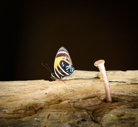 Aegina numberwing, Yunguillo, Colombia Quite a remote shot of a roughed up individual, but a beautiful species nevertheless.  Aegina numberwing,Callicore lyca,Colombia,Colombia 2018,Colombia South,Fall,Geotagged,Mocoa,Putumayo,South America,World,Yunguillo