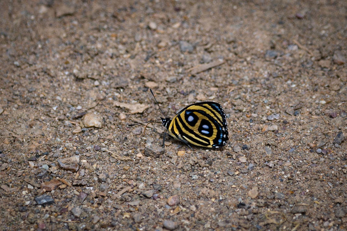 False Numberwing, Yunguillo, Colombia  Catagramma pyracmon,Colombia,Colombia 2018,Colombia South,Fall,False Numberwing,Geotagged,Google-eyed Eighty-Eight,Mocoa,Paulogramma pyracmon,Putumayo,South America,World,Yunguillo