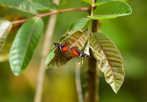Scarlet Peacock, Yunguillo, Colombia A very common butterfly in most of South America, sometimes also called "Coolie". Anartia amathea,Colombia,Colombia 2018,Colombia South,Fall,Geotagged,Mocoa,Putumayo,Scarlet peacock,South America,World,Yunguillo