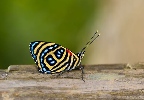 Godart's Numberwing, Yunguillo, Colombia Passing a lesson learned: when finding yourself in a place with lots of "eighty eight" (numberwing) species, don't assume all individuals are of the same species. It's easy to think they are, as they are tiny, and may look quite similar to each other in general color. In just this little session of a few minutes, what I believed to be the same species, turn out to be 3 different species altogether.
Luckily, they are quite easy to identify and tell apart after the fact. Two simple keys will usually settle it:
- The two large black marks are either apart as seen here, or connected as a single mark
- Count the blue highlights within the black mark(s) Callicore pygas,Colombia,Colombia 2018,Colombia South,Godart's Numberwing,Mocoa,Putumayo,South America,World,Yunguillo