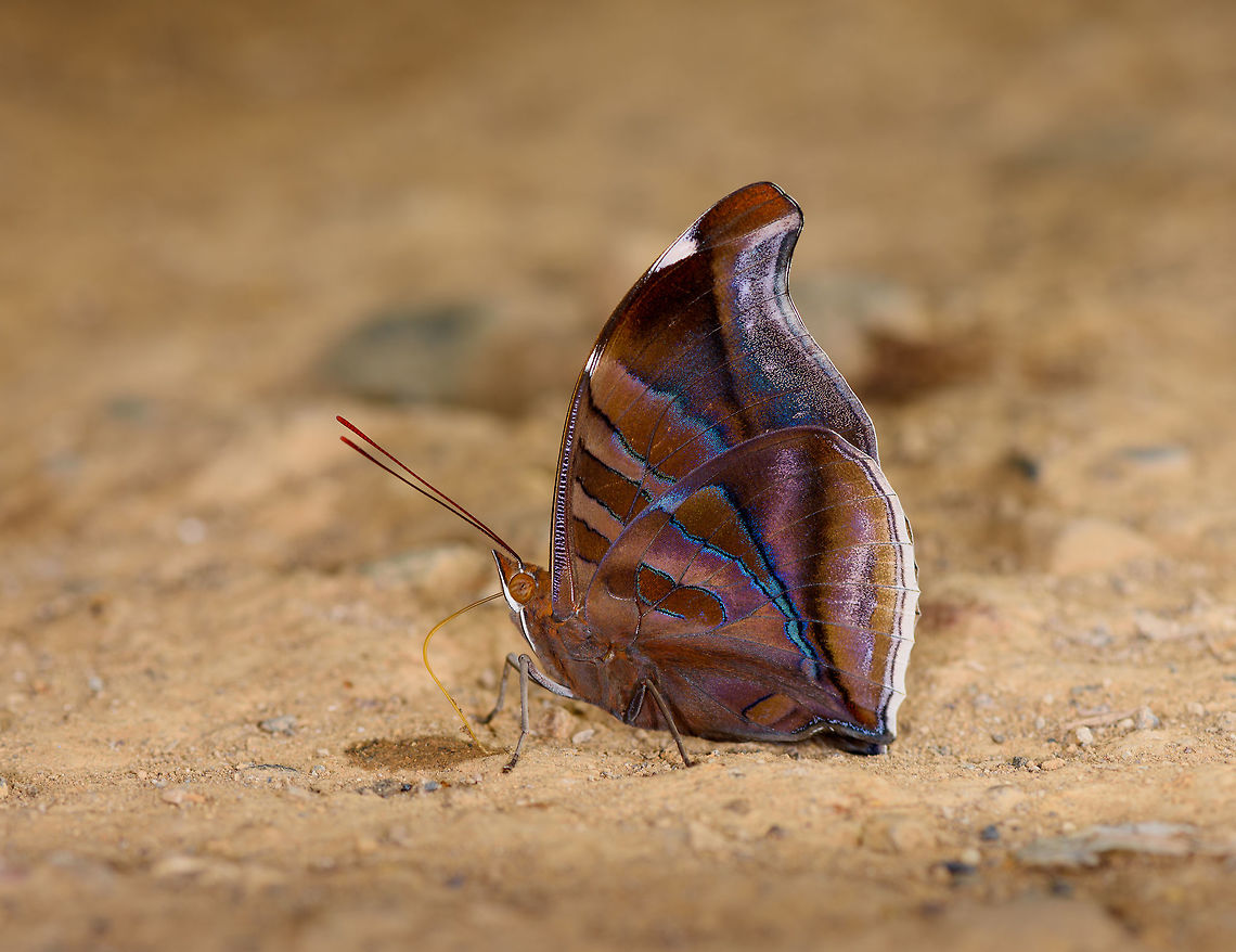 Stinky Leafwing, Yunguillo, Colombia  Colombia,Colombia 2018,Colombia South,Historis odius,Mocoa,Putumayo,South America,Stinky Leafwing,World,Yunguillo