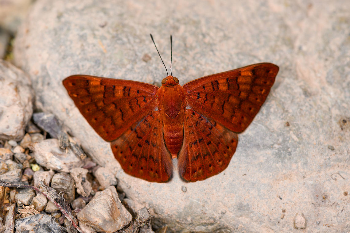 Variable Emesis, Yunguillo, Colombia I didn&#039;t touch the saturation slider at all, this species really is this vivid to the naked eye. Or at least this one was, it&#039;s named &quot;variable&quot; for a reason. Colombia,Colombia 2018,Colombia South,Emesis mandana,Mocoa,Putumayo,South America,Variable Emesis,World,Yunguillo