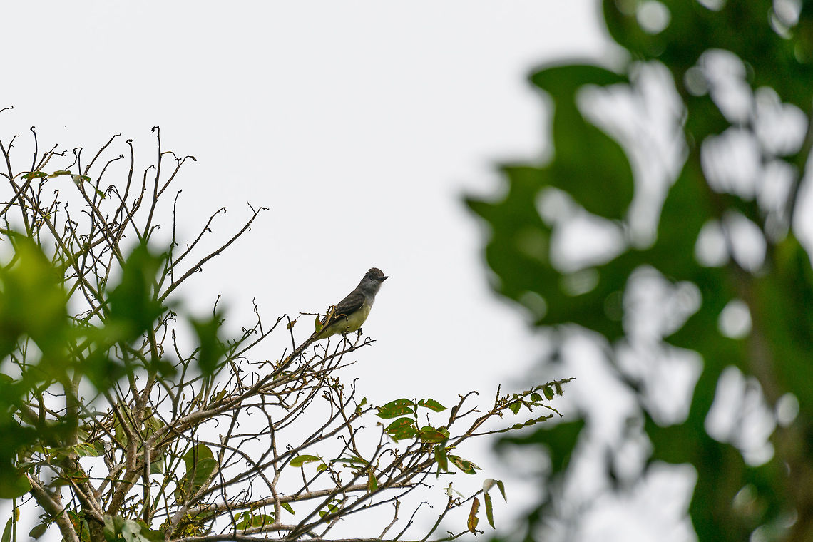 Short-crested flycatcher, Yunguillo, Colombia  Colombia,Colombia 2018,Colombia South,Fall,Geotagged,Mocoa,Myiarchus ferox,Putumayo,Short-crested flycatcher,South America,World,Yunguillo