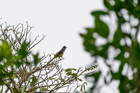 Short-crested flycatcher, Yunguillo, Colombia  Colombia,Colombia 2018,Colombia South,Fall,Geotagged,Mocoa,Myiarchus ferox,Putumayo,Short-crested flycatcher,South America,World,Yunguillo