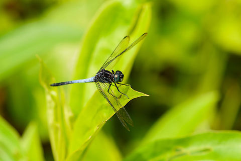 Cannaphila vibex, Yunguillo, Colombia Blue abdomen that ends in a black tip. Eyes are azure. Cannaphila vibex is the presumed species based on this reference:
https://www.flickr.com/photos/76033499@N00/8631490632 Cannaphila vibex,Colombia,Colombia 2018,Colombia South,Mocoa,Putumayo,South America,World,Yunguillo