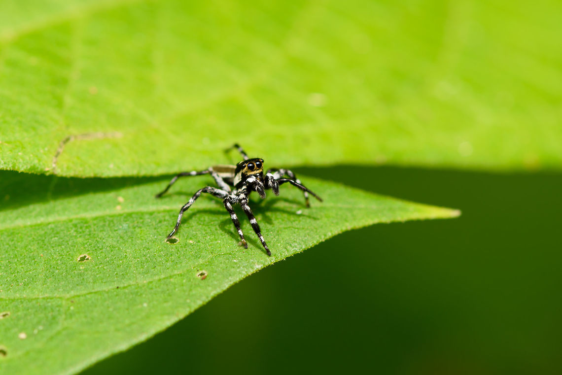 Zebra-legged jumping spider, Yunguillo, Colombia  Colombia,Colombia 2018,Colombia South,Mocoa,Putumayo,South America,World,Yunguillo