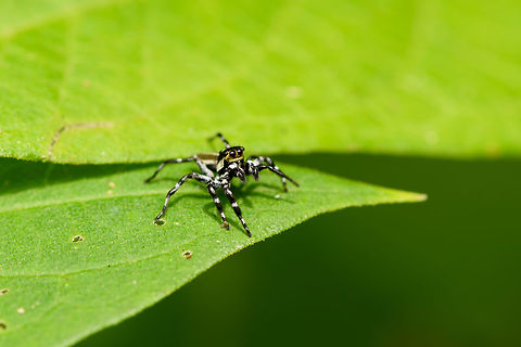 Zebra-legged jumping spider, Yunguillo, Colombia  Colombia,Colombia 2018,Colombia South,Mocoa,Putumayo,South America,World,Yunguillo