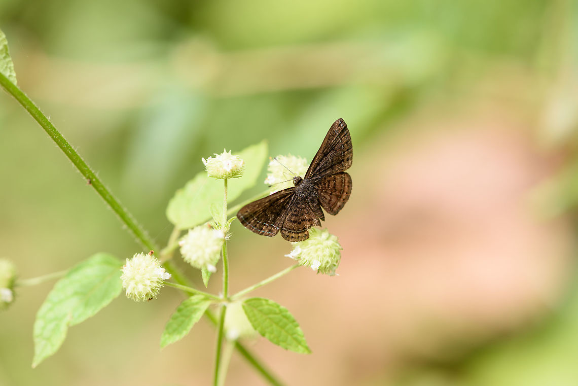 Brown metalmark, Yunguillo, Colombia Theory for now is Calephelis sp., possibly Calephelis aymaran. Note that this butterfly is darker in real life, I lifted shadows to reveal pattern details. Colombia,Colombia 2018,Colombia South,Mocoa,Putumayo,South America,World,Yunguillo
