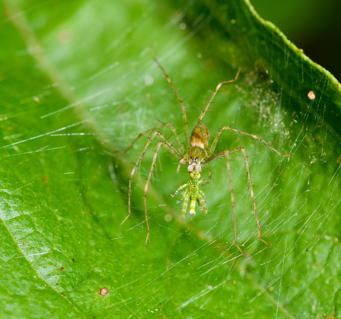 Lynx spider feeding on grasshopper nymph, Yunguillo, Colombia  Colombia,Colombia 2018,Colombia South,Fall,Geotagged,Mocoa,Putumayo,South America,World,Yunguillo