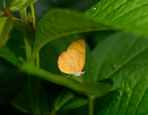 Peach beauty, Yunguillo, Colombia  Colombia,Colombia 2018,Colombia South,Mocoa,Peach beauty,Peria lamis,Putumayo,South America,World,Yunguillo