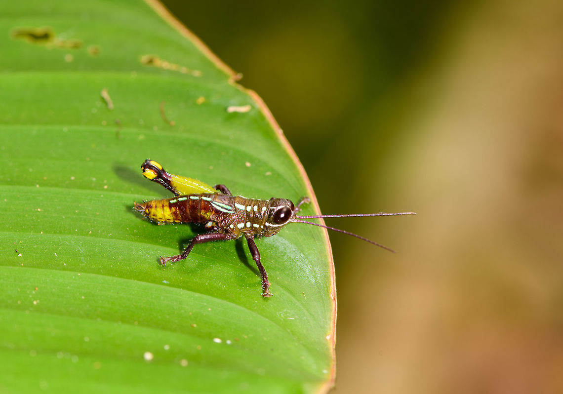 Nymph grasshopper, Yunguillo, Colombia Possibly Ophthalmolampis sp. It seems to be missing one hind leg. Colombia,Colombia 2018,Colombia South,Fall,Geotagged,Mocoa,Putumayo,South America,World,Yunguillo
