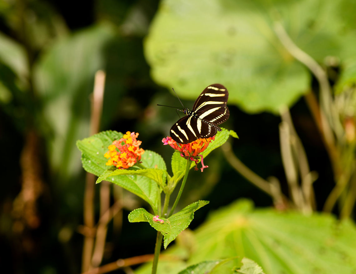 Zebra Longwing, Yunguillo, Colombia  Colombia,Colombia 2018,Colombia South,Fall,Geotagged,Heliconius charithonia,Mocoa,Putumayo,South America,World,Yunguillo,Zebra Longwing