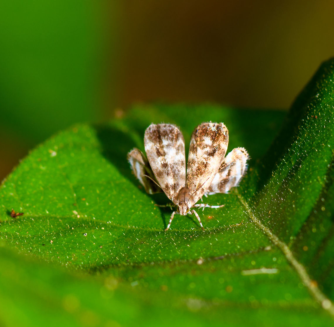 Brenthia sp., Yunguillo, Colombia Found during the day on a leaf in Yunguillo. It has an interesting pose that I&#039;ve seen before but I don&#039;t recall the name of the family/genus. Colombia,Colombia 2018,Colombia South,Mocoa,Putumayo,South America,World,Yunguillo