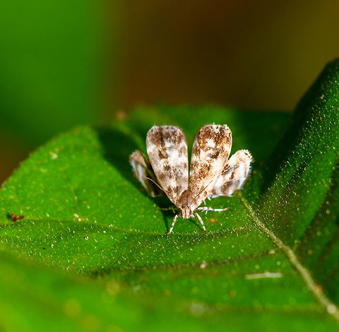 Brenthia sp., Yunguillo, Colombia Found during the day on a leaf in Yunguillo. It has an interesting pose that I've seen before but I don't recall the name of the family/genus. Colombia,Colombia 2018,Colombia South,Mocoa,Putumayo,South America,World,Yunguillo