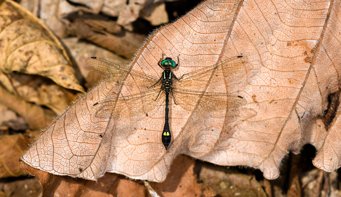 Macrothemis tessellata, Yunguillo, Colombia Quite a pretty dragonfly found on a leaf. It is overall black with yellow marks on the thorax and two yellow marks on the abdomen. Eyes are azure. ID is tentative. Colombia,Colombia 2018,Colombia South,Fall,Geotagged,Macrothemis tessellata,Mocoa,Putumayo,South America,World,Yunguillo