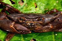 Brown crab - closeup, Yunguillo, Colombia Found whilst we were looking for a poison frog in a shallow stream next to the road.<br />
https://www.jungledragon.com/image/73984/brown_crab_yunguillo_colombia.html Colombia,Colombia 2018,Colombia South,Fall,Geotagged,Mocoa,Putumayo,South America,World,Yunguillo