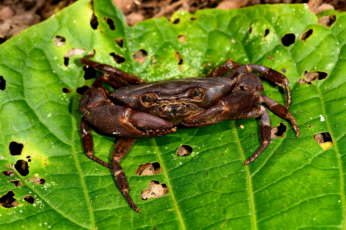 Brown crab, Yunguillo, Colombia Found whilst we were looking for a poison frog in a shallow stream next to the road.<br />
<figure class="photo"><a href="https://www.jungledragon.com/image/73983/brown_crab_-_closeup_yunguillo_colombia.html" title="Brown crab - closeup, Yunguillo, Colombia"><img src="https://s3.amazonaws.com/media.jungledragon.com/images/2/73983_thumb.jpg?AWSAccessKeyId=05GMT0V3GWVNE7GGM1R2&Expires=1759968010&Signature=XXKhdTE2uD6950oI%2F6t0aPmmK1I%3D" width="200" height="134" alt="Brown crab - closeup, Yunguillo, Colombia Found whilst we were looking for a poison frog in a shallow stream next to the road.<br />
https://www.jungledragon.com/image/73984/brown_crab_yunguillo_colombia.html Colombia,Colombia 2018,Colombia South,Fall,Geotagged,Mocoa,Putumayo,South America,World,Yunguillo" /></a></figure> Colombia,Colombia 2018,Colombia South,Fall,Geotagged,Mocoa,Putumayo,South America,World,Yunguillo