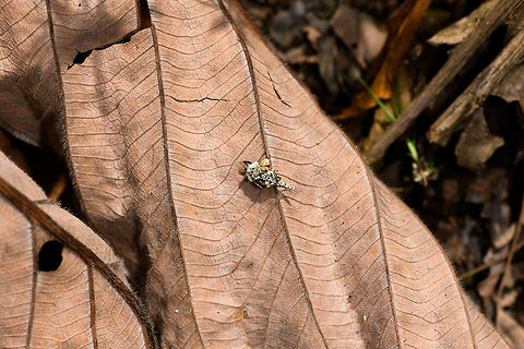 Leaf-like grasshopper - size reference, Yunguillo, Colombia A bizarre-looking grasshopper covered in flat plates, possibly to mimic a leaf, but maybe something else, like a lichen, rock, or chips of wood. I have no idea. As the size reference photo shows, it's quite small, <1cm.
https://www.jungledragon.com/image/73987/leaf-like_grasshopper_yunguillo_colombia.html Amorphopus notabilis,Colombia,Colombia 2018,Colombia South,Fall,Geotagged,Mocoa,Putumayo,South America,World,Yunguillo