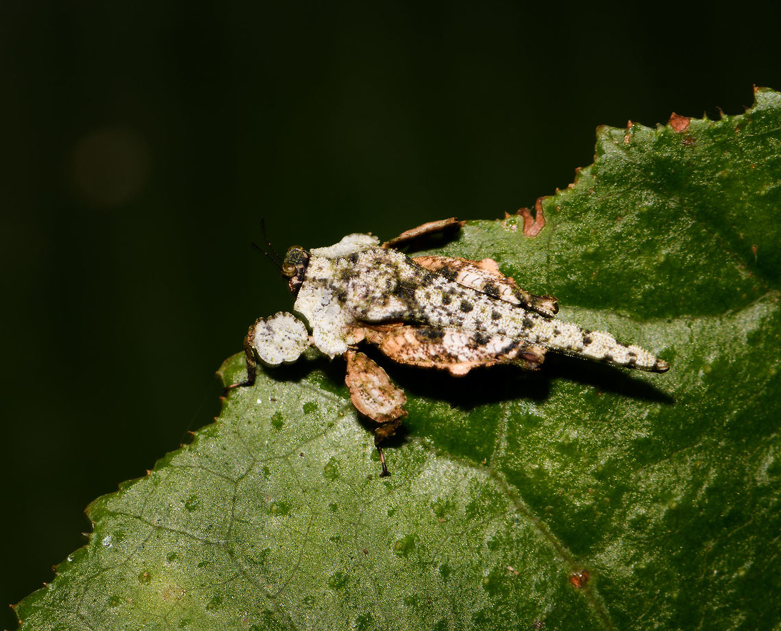 Leaf-like grasshopper, Yunguillo, Colombia A bizarre-looking grasshopper covered in flat plates, possibly to mimic a leaf, but maybe something else, like a lichen, rock, or chips of wood. I have no idea. As the size reference photo shows, it&#039;s quite small, &lt;1cm.<br />
<figure class="photo"><a href="https://www.jungledragon.com/image/73986/leaf-like_grasshopper_-_size_reference_yunguillo_colombia.html" title="Leaf-like grasshopper - size reference, Yunguillo, Colombia"><img src="https://s3.amazonaws.com/media.jungledragon.com/images/2/73986_thumb.jpg?AWSAccessKeyId=05GMT0V3GWVNE7GGM1R2&Expires=1759968010&Signature=lPLCYWLJpXT1enRCrDjvILX428U%3D" width="200" height="134" alt="Leaf-like grasshopper - size reference, Yunguillo, Colombia A bizarre-looking grasshopper covered in flat plates, possibly to mimic a leaf, but maybe something else, like a lichen, rock, or chips of wood. I have no idea. As the size reference photo shows, it&#039;s quite small, &lt;1cm.<br />
https://www.jungledragon.com/image/73987/leaf-like_grasshopper_yunguillo_colombia.html Amorphopus notabilis,Colombia,Colombia 2018,Colombia South,Fall,Geotagged,Mocoa,Putumayo,South America,World,Yunguillo" /></a></figure> Amorphopus notabilis,Colombia,Colombia 2018,Colombia South,Fall,Geotagged,Mocoa,Putumayo,South America,World,Yunguillo