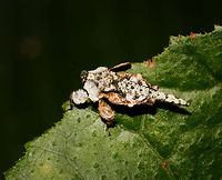 Leaf-like grasshopper, Yunguillo, Colombia A bizarre-looking grasshopper covered in flat plates, possibly to mimic a leaf, but maybe something else, like a lichen, rock, or chips of wood. I have no idea. As the size reference photo shows, it's quite small, <1cm.<br />
https://www.jungledragon.com/image/73986/leaf-like_grasshopper_-_size_reference_yunguillo_colombia.html Amorphopus notabilis,Colombia,Colombia 2018,Colombia South,Fall,Geotagged,Mocoa,Putumayo,South America,World,Yunguillo