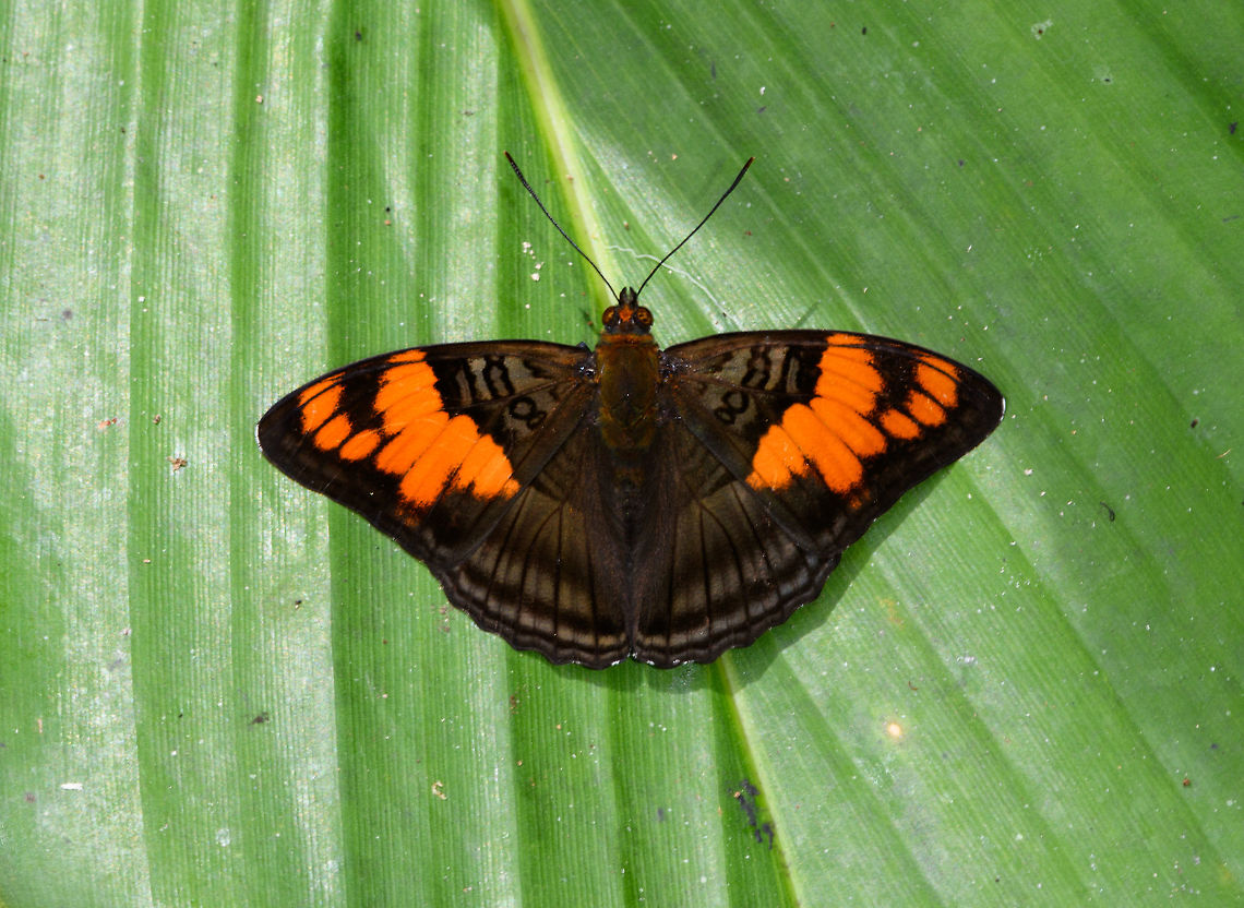 Mesentina sister, Yunguillo, Colombia <figure class="photo"><a href="https://www.jungledragon.com/image/73989/mesentina_sister_-_side_view_yunguillo_colombia.html" title="Mesentina sister - side view, Yunguillo, Colombia"><img src="https://s3.amazonaws.com/media.jungledragon.com/images/2/73989_thumb.jpg?AWSAccessKeyId=05GMT0V3GWVNE7GGM1R2&Expires=1763596810&Signature=Vd3Ug1HqsQ0sfoST0DtbfBZih4E%3D" width="200" height="146" alt="Mesentina sister - side view, Yunguillo, Colombia https://www.jungledragon.com/image/73988/mesentina_sister_yunguillo_colombia.html Adelpha mesentina,Colombia,Colombia 2018,Colombia South,Mesentina sister,Mocoa,Putumayo,South America,World,Yunguillo" /></a></figure> Adelpha mesentina,Colombia,Colombia 2018,Colombia South,Mocoa,Putumayo,South America,World,Yunguillo