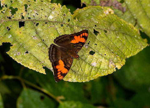 Mesentina sister - side view, Yunguillo, Colombia https://www.jungledragon.com/image/73988/mesentina_sister_yunguillo_colombia.html Adelpha mesentina,Colombia,Colombia 2018,Colombia South,Mesentina sister,Mocoa,Putumayo,South America,World,Yunguillo